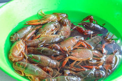 大排檔最火爆的美食,學會了自己做,花錢少,吃到飽 網易訂閱